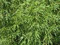 Japanese Maple 